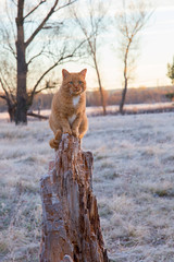 Red cat on snow background