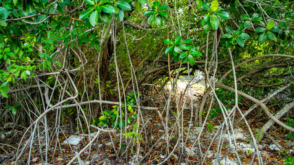  Beach Women or a white island. National Park near Cancun. Here you can rehearse each photographer. Birds, condors, pelicans, herons. There are many birds and the colors of nature are simply amazing.