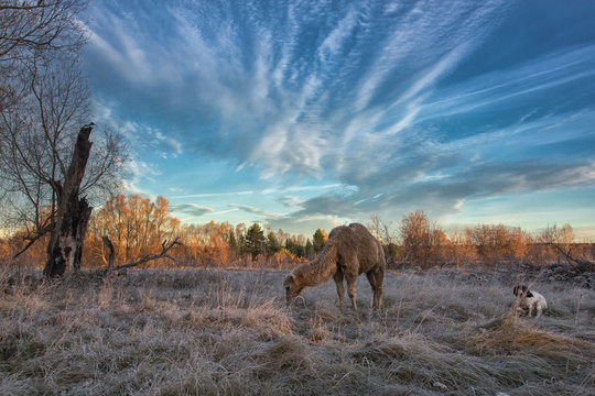 Camel walk