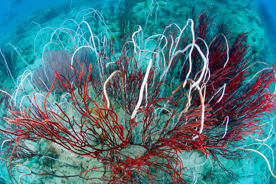Many red sea fans and white cluster sea whip coral and Sea Comb, hard coral on coral reefs in good visibility at Koh Chang, Trat, Gulf of Thailand. Thailand underwater photography.