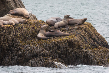 Wild sea lions laying on the rocks in Kenai Fjords National Park in Alaska.