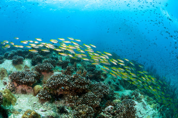School of yellow fish (Big eye Snappers) over coral reefs staghorn Pocillopora spp Acropora underwater in good visibility at Koh Chang, Trat, Gulf of Thailand. Thailand underwater photography.