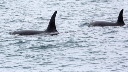 Fototapeta premium Wild orca in the seas of Kenai Fjords National Park (Alaska)