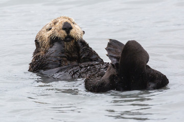 A wild sea otter in the waters of Seward, Alaska near Kenai Fjords National Park in the Kenai Peninsula.