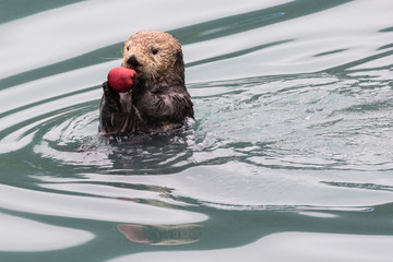 A wild sea otter in the waters of Seward, Alaska near Kenai Fjords National Park in the Kenai Peninsula.