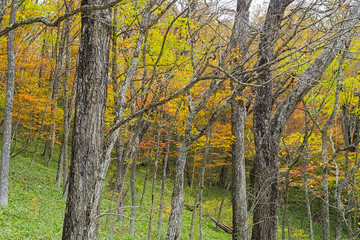 Nikko trekking route in autumn, Japan
