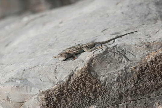 ca&ntilde;on de la lima parras coahuila m&egrave;xico