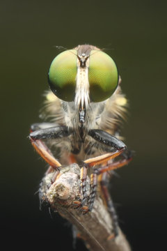Robberfly asilidae mini