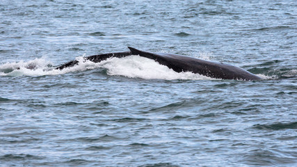 Obraz premium Wild humpback whale in the waters of Kenai Fjords National Park in Alaska.