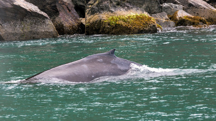 Wild humpback whale in the waters of Kenai Fjords National Park in Alaska.