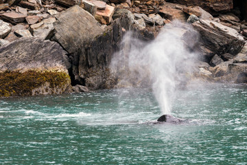 Wild humpback whale in the waters of Kenai Fjords National Park in Alaska.