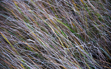 closeup of frosty grass