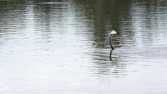 anhinga swims with a fish