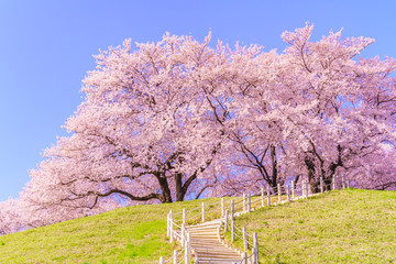 日本の春 さきたま古墳公園の桜