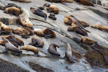 Wild sea lions laying on the rocks in Kenai Fjords National Park in Alaska.