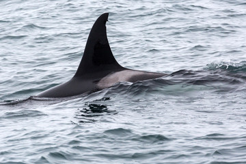 Obraz premium Wild orca in the seas of Kenai Fjords National Park (Alaska)
