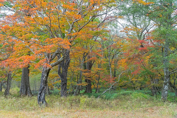 Nikko trekking route in autumn, Japan