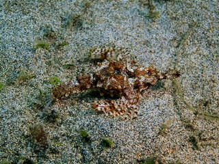 Scorpionfish