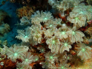 Soft coral