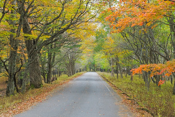 Nikko trekking route in autumn, Japan