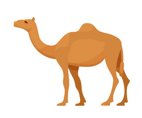 Egyptian camel in full growth. Mammal, camel, animal with hooves.