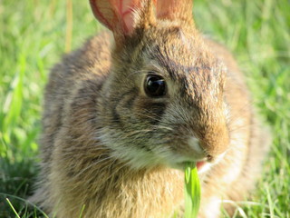 Bunny eating grass, soft focus