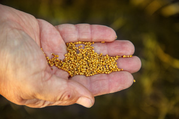 siderats. mustard seeds in the hand of a old man woman. Concept of eco-friendly soil fertility...