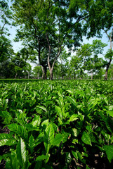 Fototapeta na wymiar Assam Tea Garden grown in lowland and Brahmaputra River Valley, Golaghat district, Assam state, India, focus at foreground.