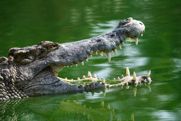 Crocodile open mouth in the lake water.