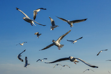 Action flight of seagulls in the sky.