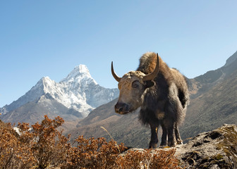 Young Yak Calf is al een poser met Ama Dablam op de achtergrond. Ama Dablam is een van de meest iconische toppen van Nepal omdat het zeer prominent aanwezig is op het kruispunt van vele tochten.