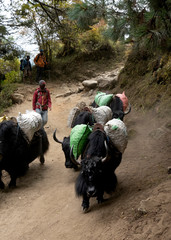 Yak are important transport animals in Nepal were they can carry loads to higher altitudes than horses.