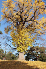 イチョウの黄葉