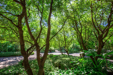 Naklejka premium The background of the tree approaching, the green wallpaper from the leaves, is a natural beauty.