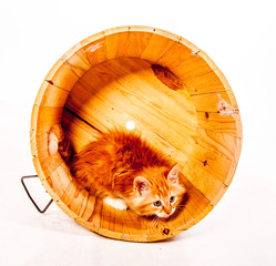 chaton dans un tonneau