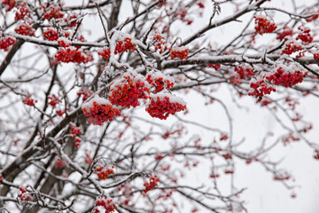 Red Rowan Berries