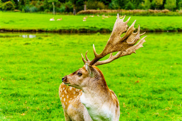 Fallow Deer with Antlers in a green Meadow in the gardens around the Castle De Haar in the Provence of Utrecht, Holland

