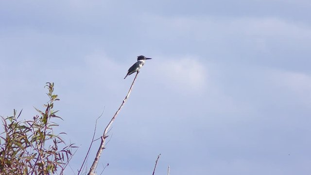 Belted Kingfisher perched against the blue sky