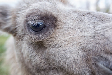 Portrait of a camel