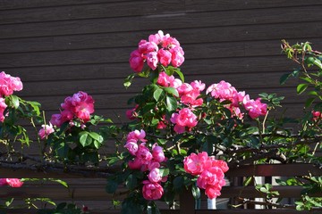 Fototapeta na wymiar Rose are blooming in the hedges
