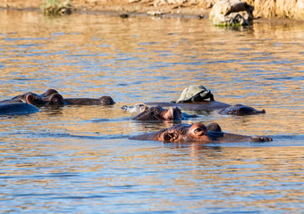 Hippopotamus