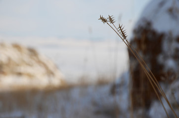 Dry grass stem on background of winter Baikal landscape