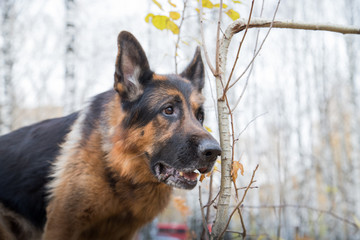 Dog German Shepherd outdoors in an autumn