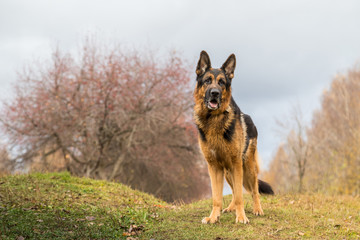 Dog German Shepherd outdoors in an autumn