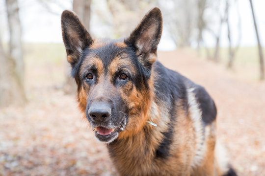 Dog German Shepherd outdoors in an autumn