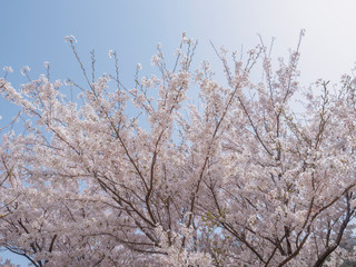 桜の花