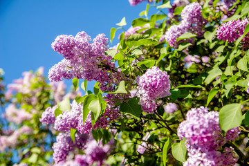 Pink lilac blooms in the Botanical garden 