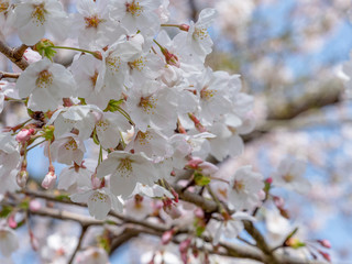 桜の花