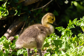 Young canadian goose  pn the field