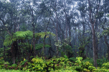 Tropical rainforest on Hawaii's Big Island. Lush green vegetation on ground; Barren trees above. Mist from rainstorm in the background.